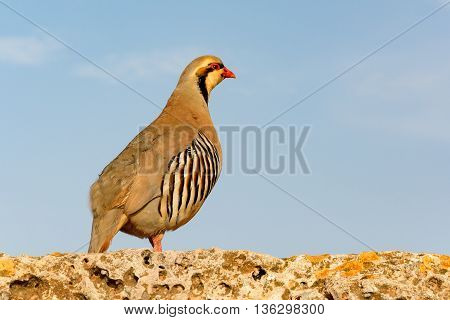 Chukar Partridge (Alectoris chukar) - greek bird on a stone wall and against blue sky looking away