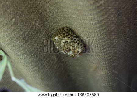 The Polist Vespiary