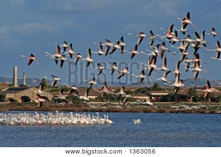 Pink Flemishes Flight