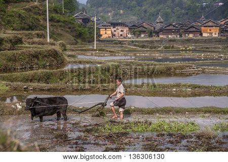 Zhaoxing Dong Village Guizhou Province China - April 8 2010: Cultivated land in a rural mountain china peasant plowing the flooded paddy field by using force the black bull.