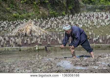 Zhaoxing Dong Village Guizhou Province China - April 8 2010: Cultivated land Asian farmer cultivates the soil in a flooded rice field with water using a hand hoe morning spring.