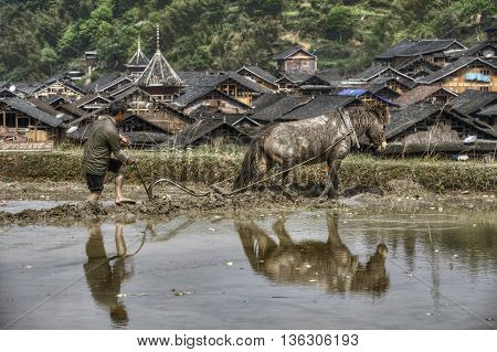 Zhaoxing Dong Village Guizhou Province China - April 8 2010: Agricultural land the farmer cultivates ground using the horse that pulls plow to flooded rice field.
