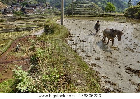 Zhaoxing Dong Village Guizhou Province China - April 8 2010: Chinese farmer tills the ground to the flooded rice field near a mountain village using the power of the horse that pulls the plow.