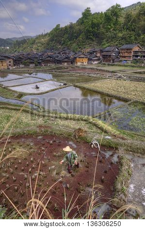 Zhaoxing Dong Village Guizhou Province China - April 8 2010: Farmers working in the rice fields during morning hours in spring time near the ethnic minorities village.