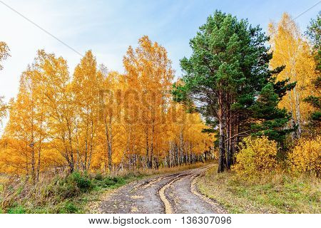 Road through autumn forest, birch trees, evergreen Spruce