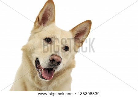 Smilie Face Dog Portrait In White Studio