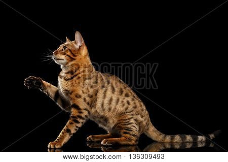Playful Bengal female Cat with beautiful spots Sitting and Raising up paw on Isolated Black Background, Side view, Gorgerous breed