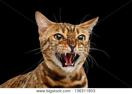 Closeup Portrait of Aggressive Bengal Cat Face on Isolated Black Background, Front view, Fear Kitty, Hisses Open mouth