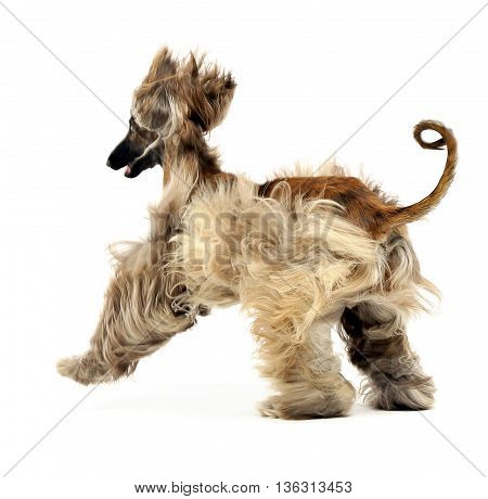 Afghan Hound Dancing In The White Studio
