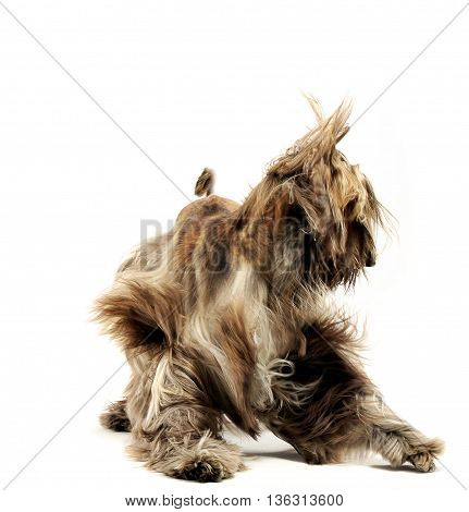 Afghan Hound Dancing In The White Studio
