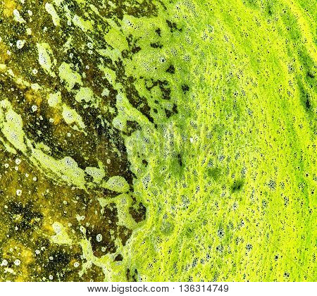 Polluted water with algae. Green and yellow colors. Natural textured background