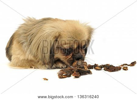 Cute Little Mixed Breed Dog Eating Dried Meat In White Studio Flooor