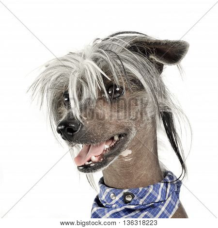 Very Cute Chinese Crested Dog  Portrait In White Background