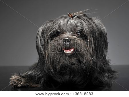 Sihi Tzu Posing In A Photo Studio