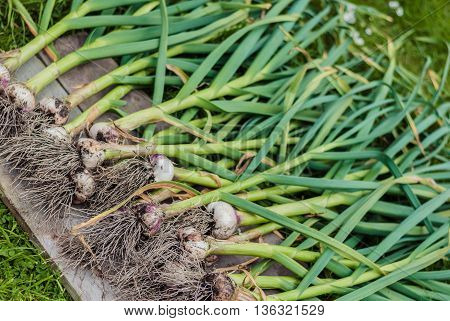 freshly harvested green Provence wight garlic on a wooden board