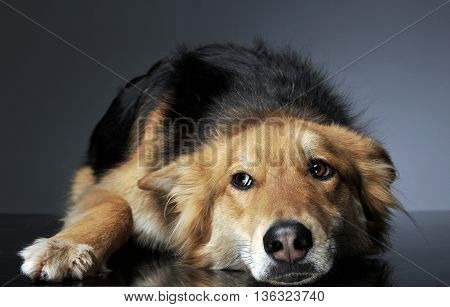 Mixed Breed Dog Looking Sideway In A Relaxing Floor Studio