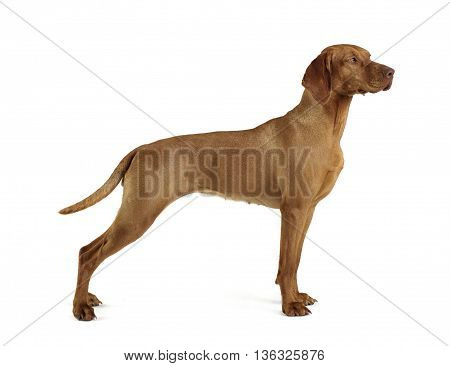 Hungarian Vizsla Standard In A White Background