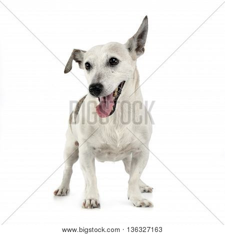 Funny Ears Mixed Breed Dog Standing In White Studio
