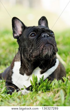 old dog French bulldog in the summer resting in the shade on the grass closeup portrait