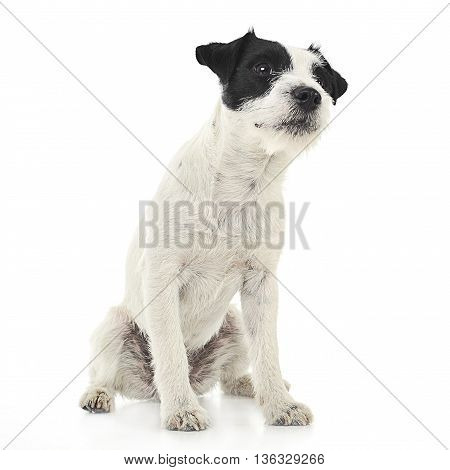 Parson Russell Terrier Sitting In The White Photo Studio