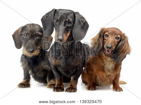 Smoot Hair A Wired Hair And A Long Hair Dachshund In A White Isolated Background
