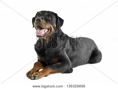 very nice rottweiler lying in the white studio floor