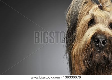 Berger De Brie Posing In A Grey Photo Studio
