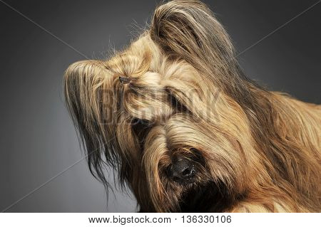 Berger De Brie Posing In A Grey Photo Studio