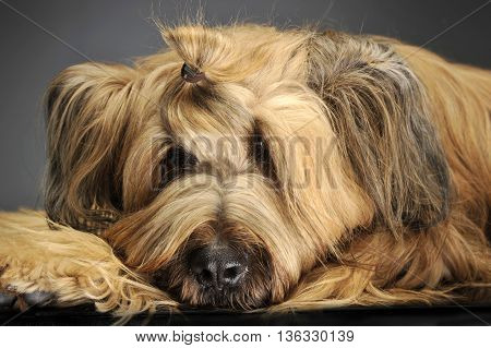 Berger De Brie Posing In A Grey Photo Studio