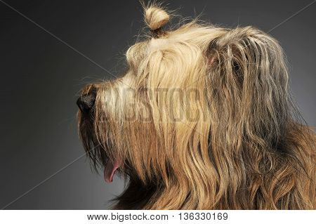 Berger De Brie Posing In A Grey Photo Studio
