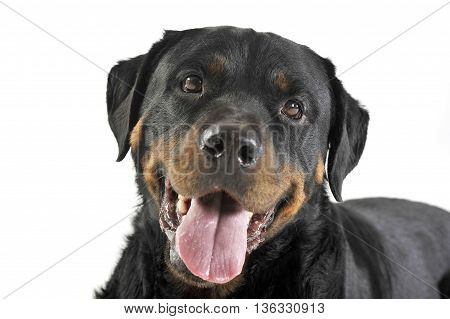 Rottweiler Lying In The White Studio Floor