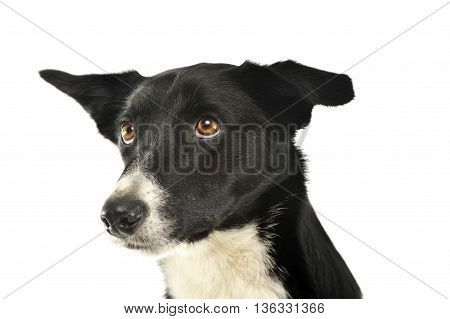 Mixed Breed Black Dog In A White Background