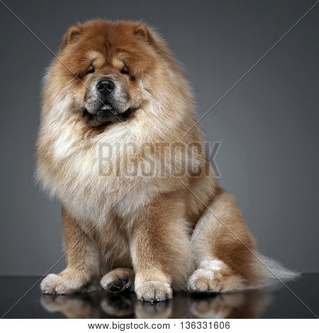 Chow Chow In A Gray Photo Studio