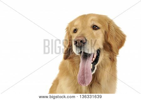 Hovawart in a white background photo studio
