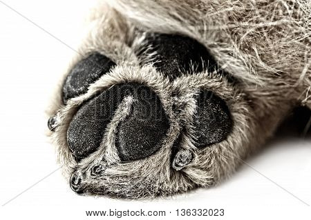 Beautiful Chow Chow Paw In A White Photo Studio