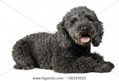 Puppy Pumi Feeling Good In A White Photo Studio