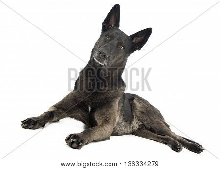 Mixed Breed Dog In A Photo Studio