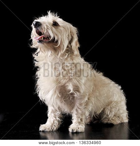 Mixed Breed White Dog Sit In The Dark Photo Studio
