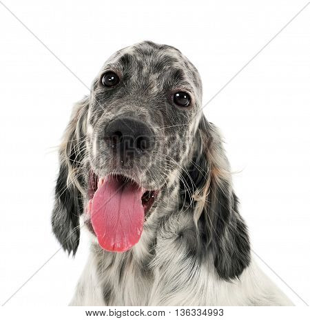 Lovely Puppy English Setter In A White Photo Background