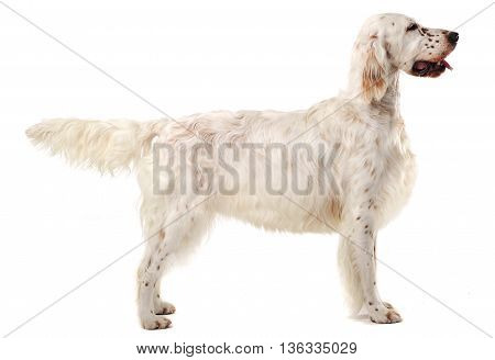 English Setter Standard In A White Photo Background