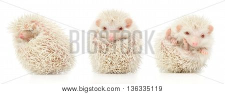 White Albino Hedgehog Trio In White Studio