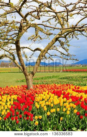 Field Of Beautiful Colorful Tulips In Roozengaarde
