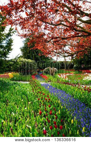 Field Of Beautiful Colorful Tulips In Roozengaarde