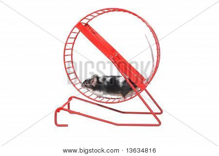 Souris de roue rotatoire