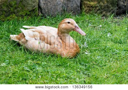 Buff Orpington duck resting contentedly on grass.