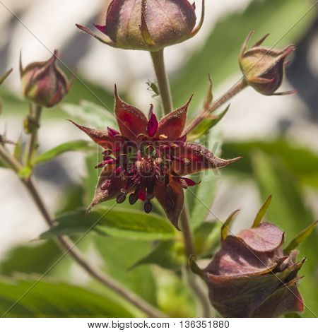 Flower and buds of Purple marshlocks or swamp cinquefoil Comarum palustre with bokeh background macro selective focus shallow DOF