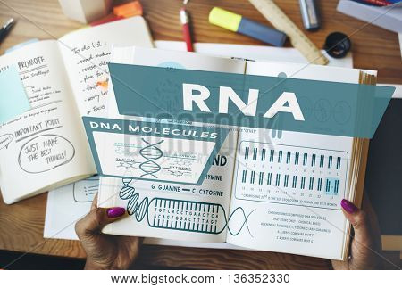 RNA Ribonucleic Physical Molecule Evolution Concept
