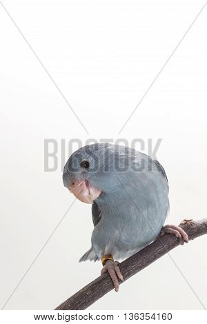 Mauve Forpus, Parakeet, Bird