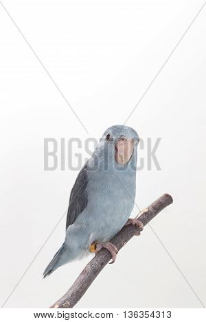 Mauve Forpus, Parakeet, Bird