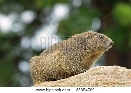 Closeup of Alpine Marmot sitting on rock during summer in Austria, Europe. Blurred background